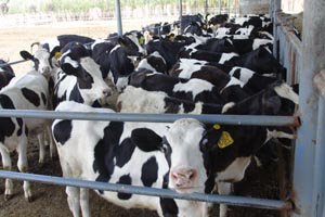 bifa���ط�(�й���)Ψһ�ٷ���վ