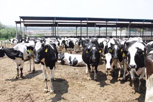 bifa���ط�(�й���)Ψһ�ٷ���վ